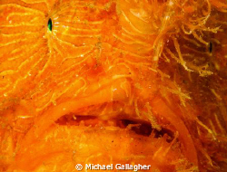 Striped Frogfish (or Striped Anglerfish as we Aussies cal... by Michael Gallagher 